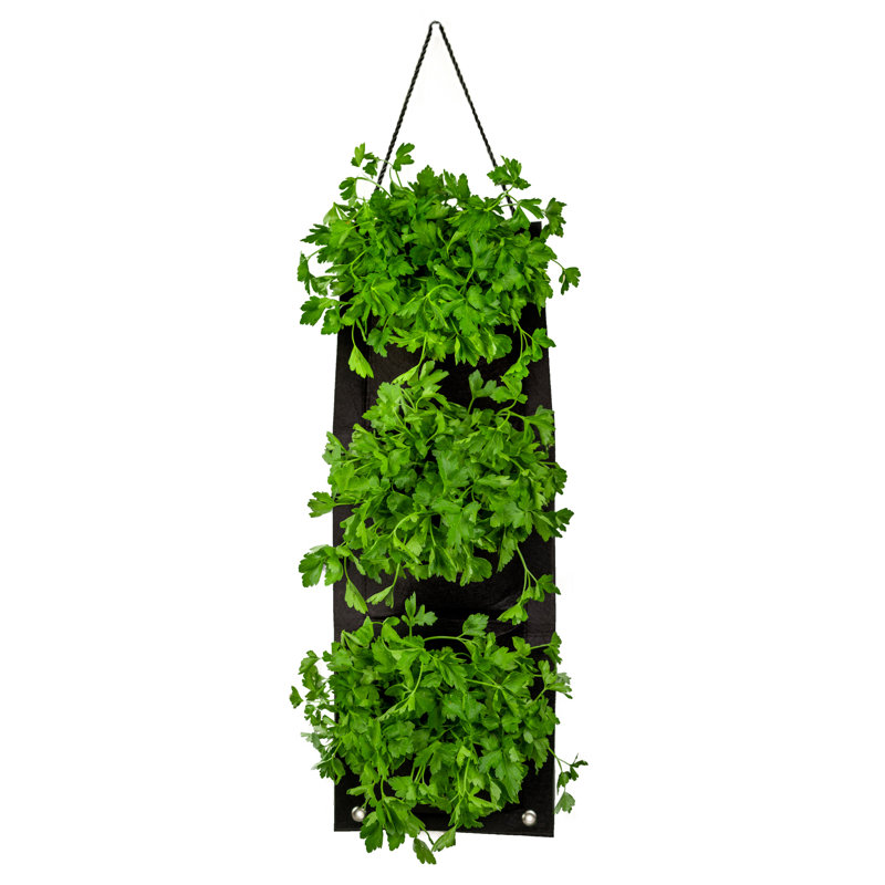 Touch of ECO Organic Hanging Parsley Growing Kit & Reviews Wayfair